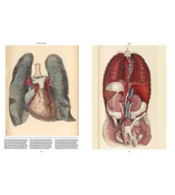 Anatomica, The Exquisite and Unsettling Art of Human Anatomy
