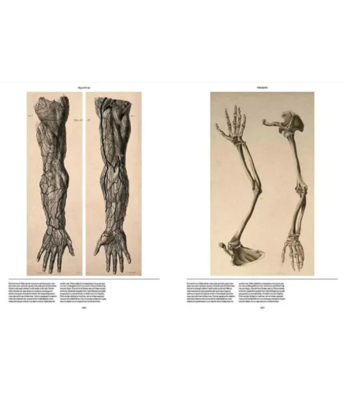 Anatomica, The Exquisite and Unsettling Art of Human Anatomy