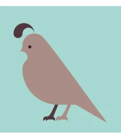 Komboh - Quail Giclee Print